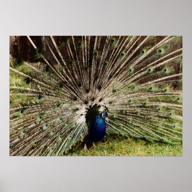 Peacock Poster (Framsidan)