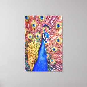 PEACOCK POWER SHOWOFF CANVASTRYCK
