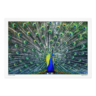 PEACOCK-PRIDET FOTOTRYCK