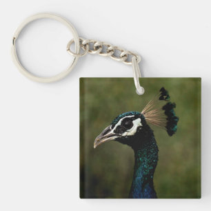 Peacock profil