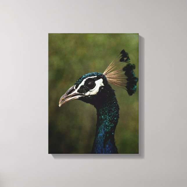 Peacock profil canvastryck (Framsida)