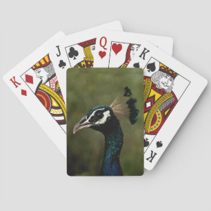 Peacock profil casinokort