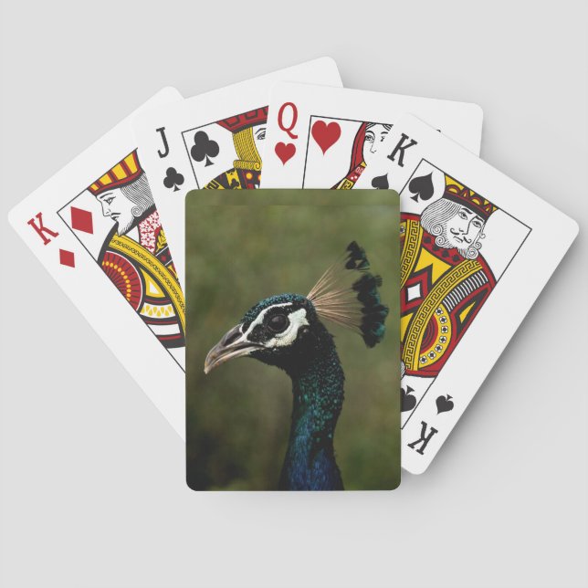 Peacock profil casinokort (Baksidan)