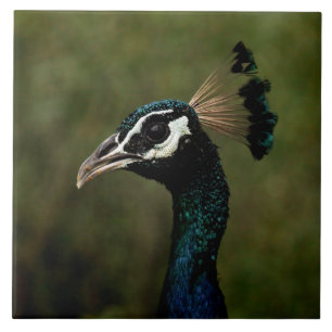 Peacock profil kakelplatta