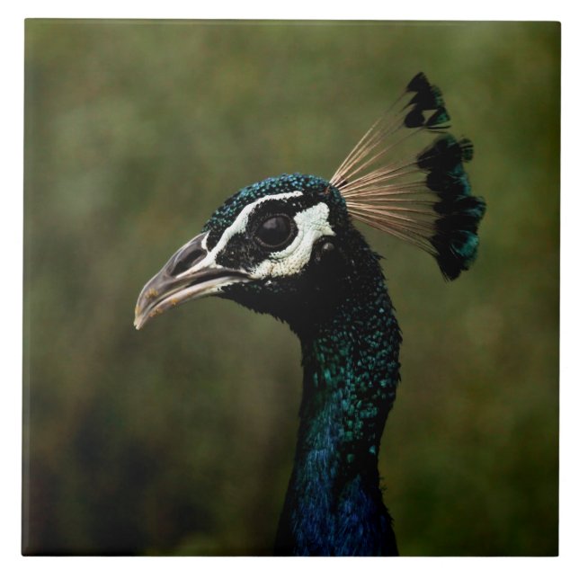 Peacock profil kakelplatta (Framsidan)