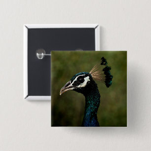 Peacock profil knapp