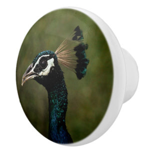 Peacock profil knopp