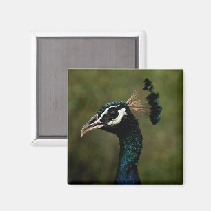 Peacock profil magnet