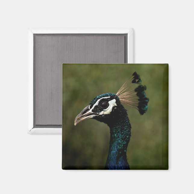 Peacock profil magnet (Front/Back)