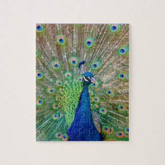Peacock Puzzle Pussel