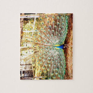 Peacock Puzzle Pussel