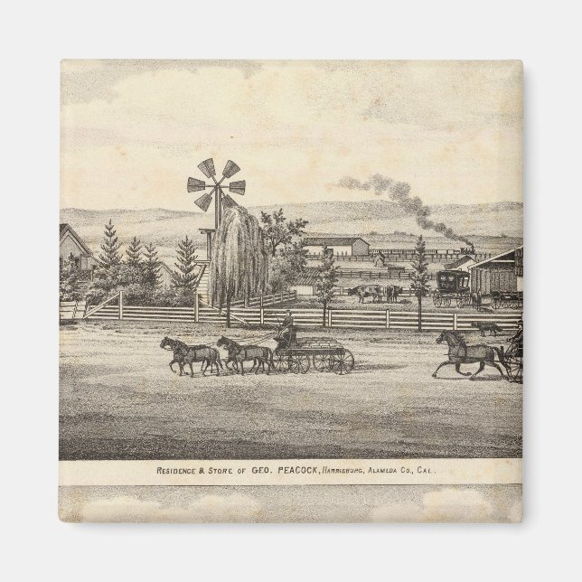 Peacock res, Willow Glen Magnet (Framsidan)