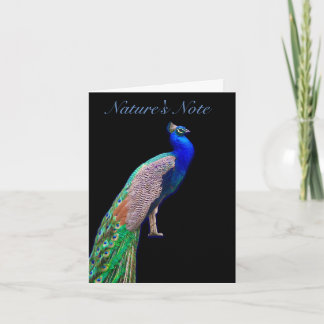 PEACOCK RESTERANDE FOTO PHEASANT NOTE-KORT ANTECKNINGSKORT