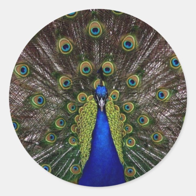 Peacock Runt Klistermärke (Framsida)