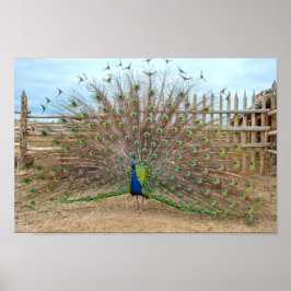 Peacock show, Bents gamla Fort Corral Poster
