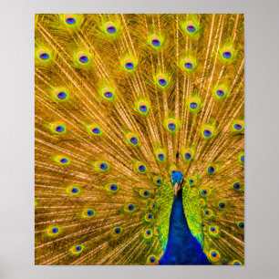 Peacock, Silver Falls, Kauai, Hawaii Lodrät Poster