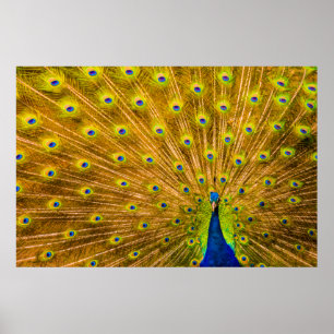 Peacock, Silver Falls, Kauai, Hawaii Poster