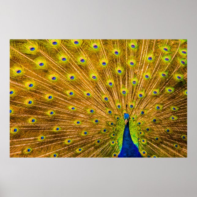 Peacock, Silver Falls, Kauai, Hawaii Poster (Framsidan)