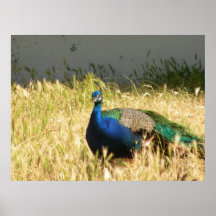 Peacock Skriv ut