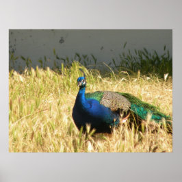 Peacock Skriv ut Poster