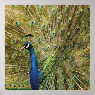 Peacock Skriv ut Poster