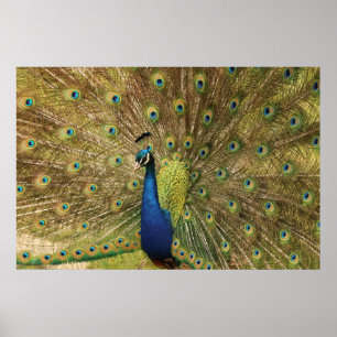 Peacock Skriv ut Poster