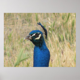 Peacock Skriv ut Poster