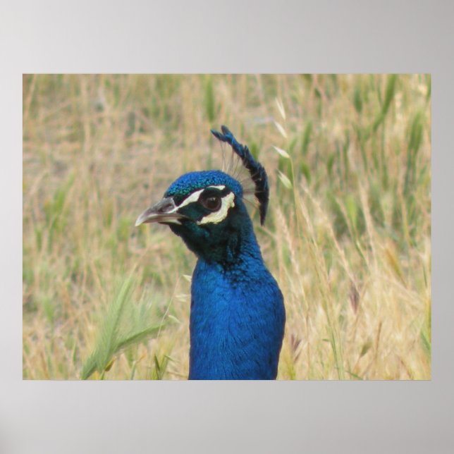 Peacock Skriv ut Poster (Framsidan)