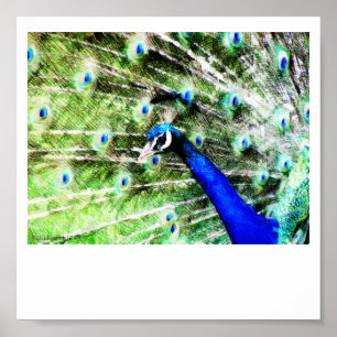 Peacock Skriv ut Poster