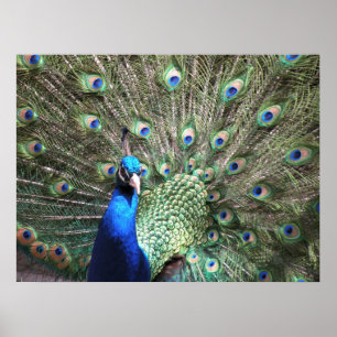 Peacock Skriv ut Poster