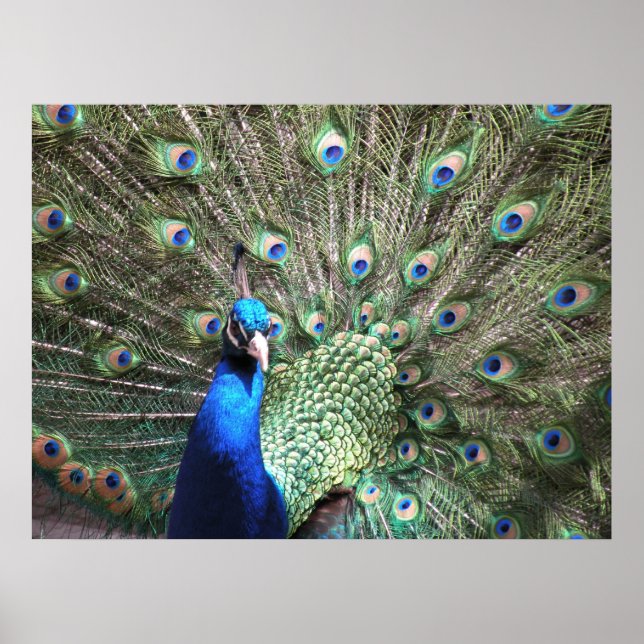 Peacock Skriv ut Poster (Framsidan)