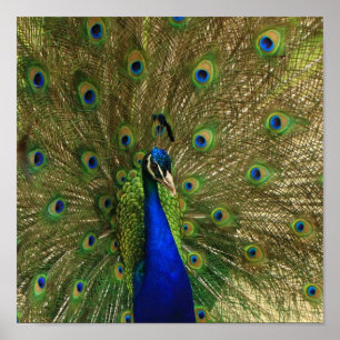 Peacock Skriv ut Poster
