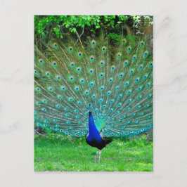 Peacock Slight Vykort