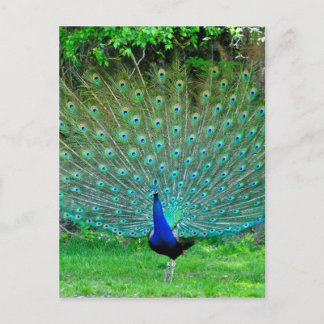 Peacock Slight Vykort