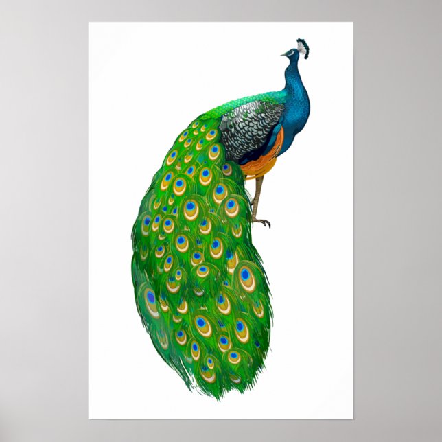Peacock Small Poster (Framsidan)