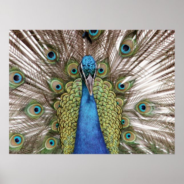 Peacock som visar sig för besökare poster (Framsidan)