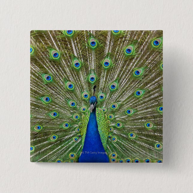 Peacock som visar sina fjädrar knapp (Framsida)