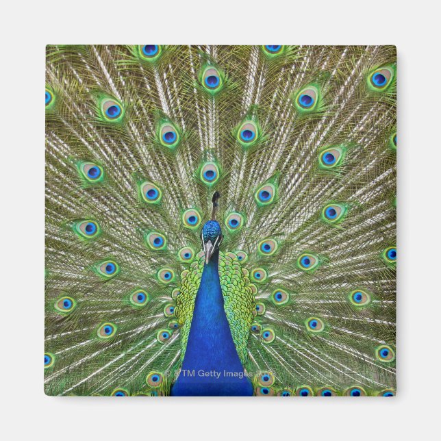 Peacock som visar sina fjädrar magnet (Framsidan)