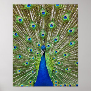 Peacock som visar sina fjädrar poster