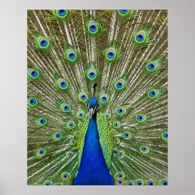 Peacock som visar sina fjädrar poster (Framsidan)