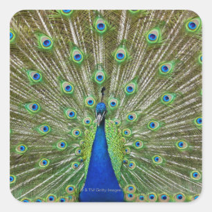 Peacock som visar sina fjädrar, som en del av en fyrkantigt klistermärke