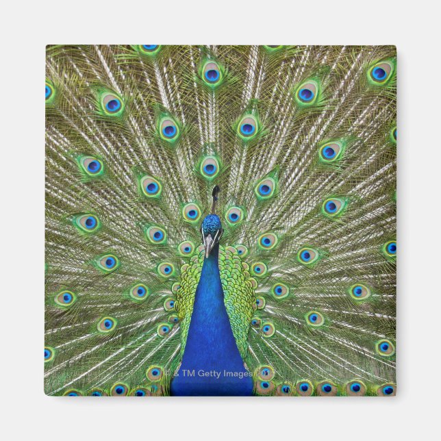 Peacock som visar sina fjädrar, som en del av en magnet (Framsidan)