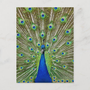 Peacock som visar sina fjädrar, som en del av en vykort