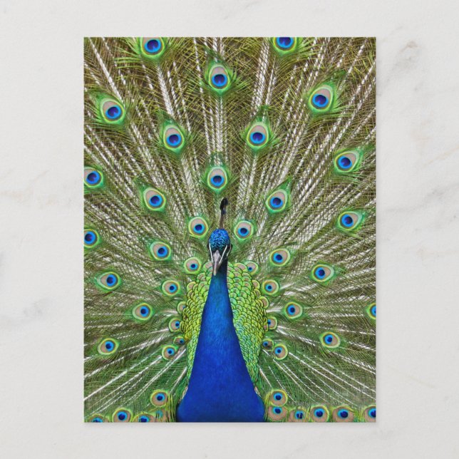 Peacock som visar sina fjädrar vykort (Framsida)