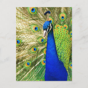 Peacock som visar sitt färgstarka vassa beteende vykort