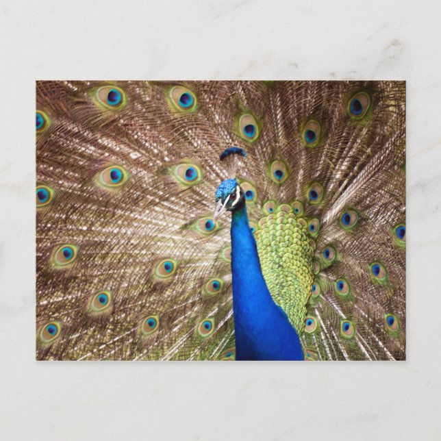 Peacock som visar spridning vykort (Framsida)