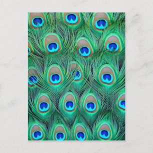 Peacock Splendor Vykort