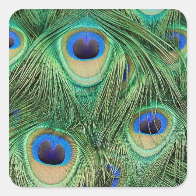 Peacock Sticker Fyrkantigt Klistermärke (Framsida)