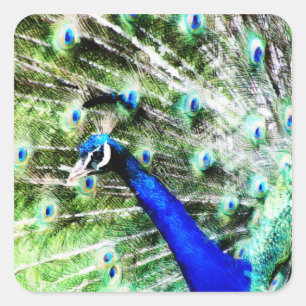 Peacock Sticker Fyrkantigt Klistermärke