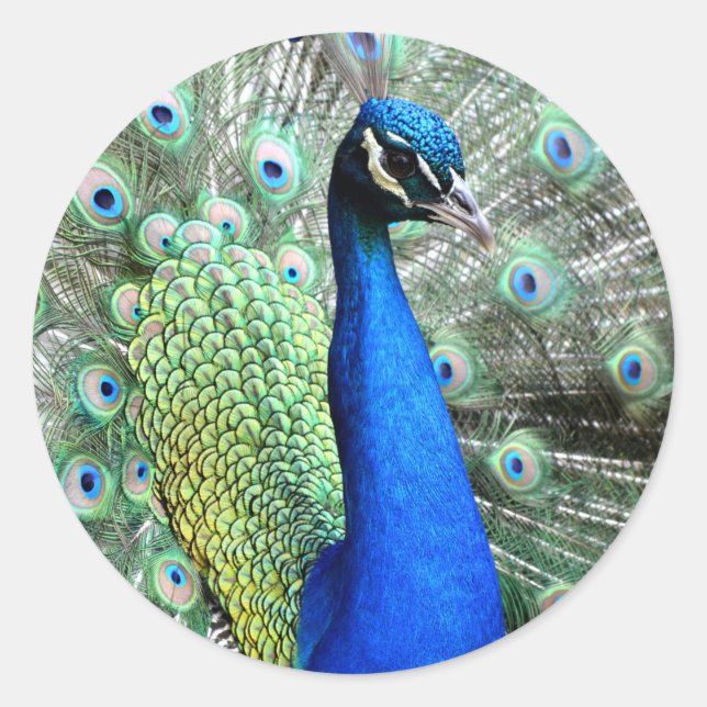 Peacock Stickers Runt Klistermärke (Framsida)